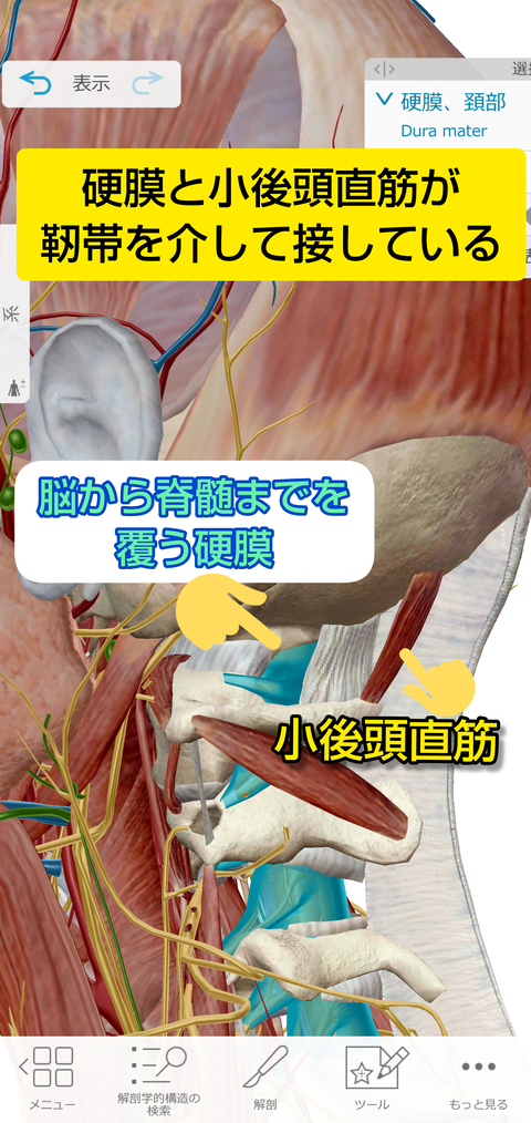 小後頭直筋と硬膜の関係 加工済 (1)