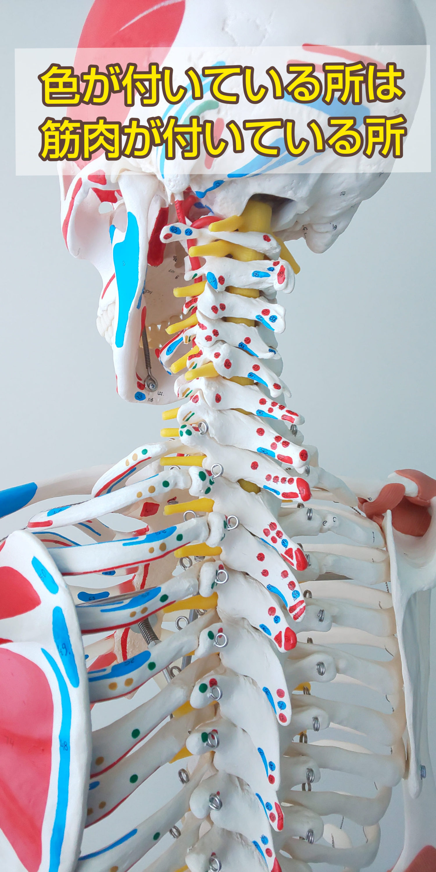 脊柱肋骨の骨模型 加工済