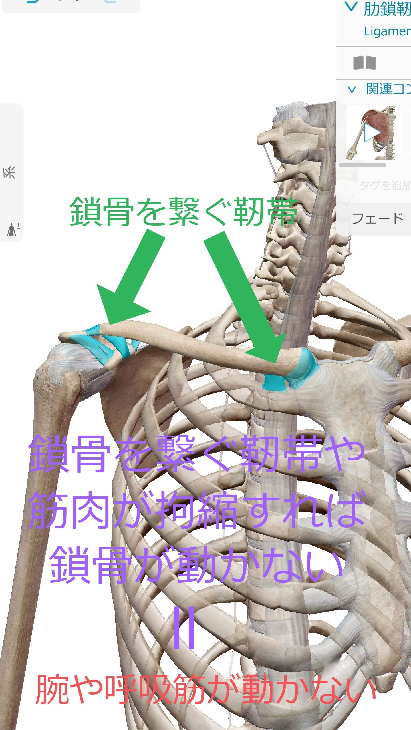 鎖骨の靭帯 (1)