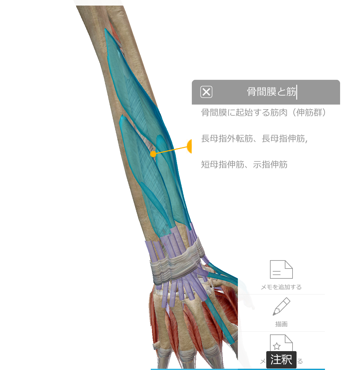 骨間膜に起始する筋肉（屈筋群）