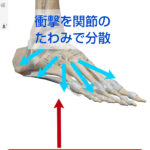足底腱膜炎やシンスプリント、足首の痛みのポイントは足根骨の「関節と脛腓の「骨や骨間膜」