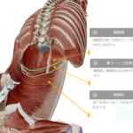呼吸が浅いと腰痛になる？　横隔膜と腹横筋の関係、横隔膜と大腰筋の関係　