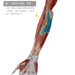 骨間膜の癒着や深層の筋膜の癒着が上肢のコリや痛みの原因