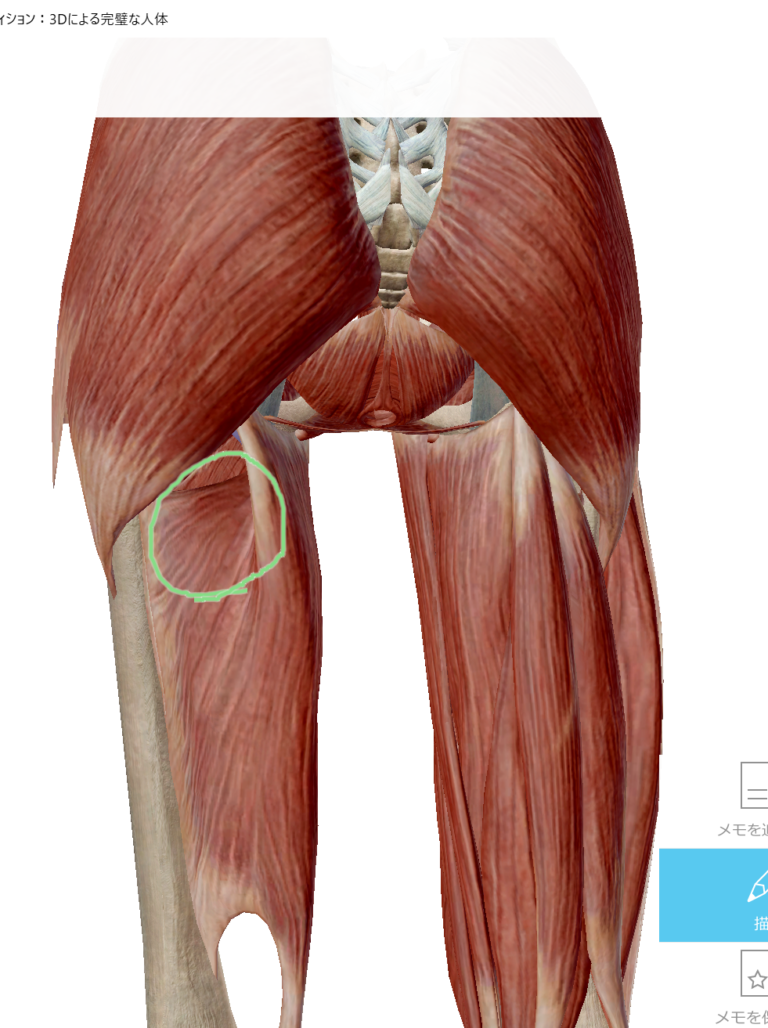 股関節の外側の痛みは内側に原因 | 鍼灸指圧師SHINの公式ブログ｜治療院SHIN しん