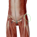 股関節の外側の痛みは内側に原因